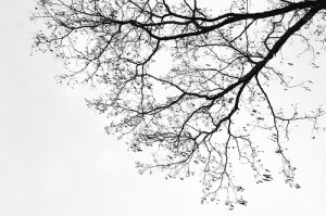 Imagen de Cynthia Bustillos. Fuente: http://cynthiabustillos.files.wordpress.com/2011/01/haiku.jpg