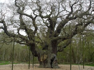  The Major Oak of Sherwood Forest, Nottinghamshire, England. Fotografía de Eduardo Estala Rojas. 